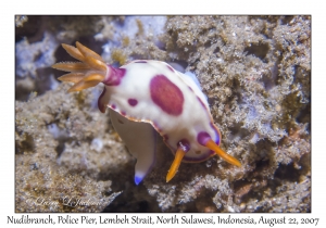 Nudibranch