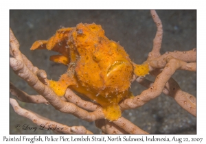 Painted Frogfish