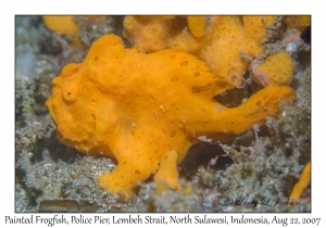 Painted Frogfish