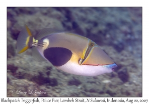 Blackpatch Triggerfish