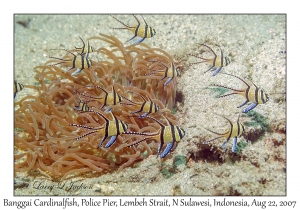 Banggai Cardinalfish