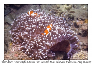 False Clown Anemonefish