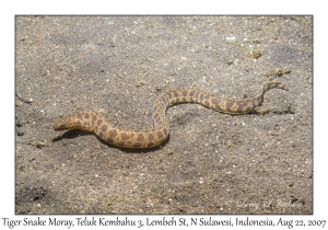 Tiger Snake Moray