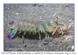 Keel Tail Mantis