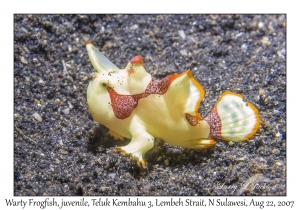 Warty Frogfish juvenile