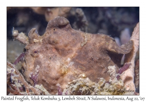 Painted Frogfish