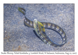 Snake Blenny