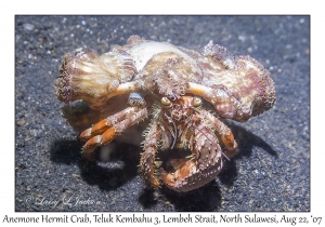 Anemone Hermit Crab