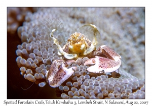 Spotted Porcelain Crab