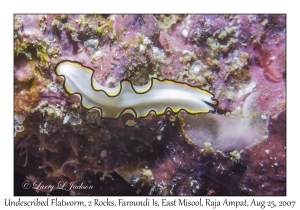 Undescribed Flatworm