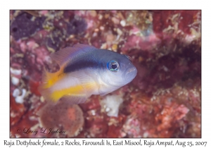 Raja Dottyback female