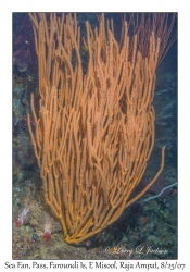 Sea Fan