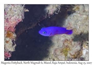 Magenta Dottyback