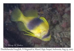 Doublebanded Soapfish