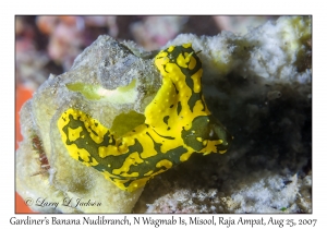 Gardiner's Banana Nudibranch