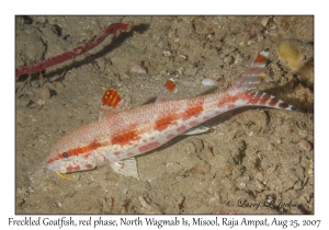 Freckled Goatfish