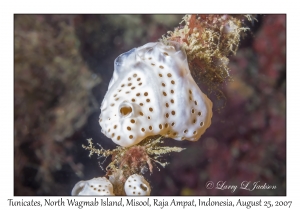 Tunicates