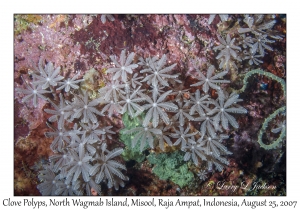 Clove Polyps
