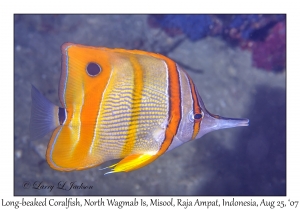 Long-beaked Coralfish