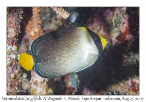 Vermiculated Angelfish