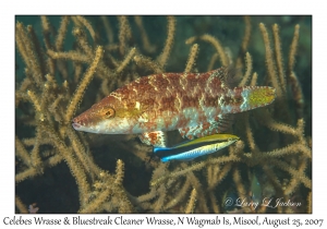 Celebes & Blue Streak Cleaner Wrasse