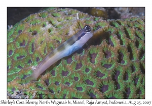 Shirley's Coralblenny