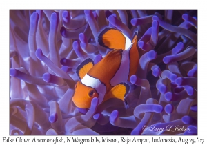 False Clown Anemonefish