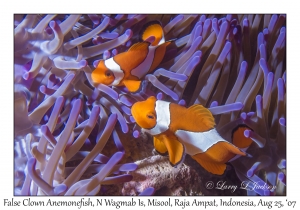 False Clown Anemonefish