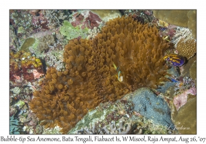 Bubble-tip Sea Anemone