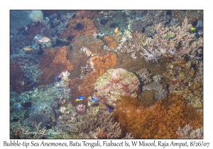 Bubble-tip Sea Anemones