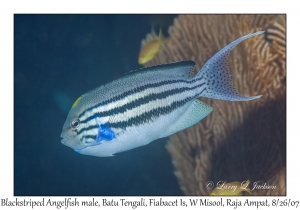 Blackstriped Angelfish male