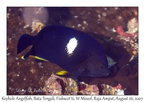 Keyhole Angelfish