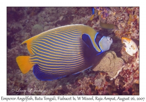 Emperor Angelfish