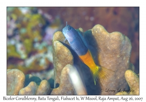 Bicolor Coralblenny