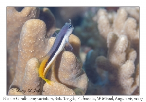 Bicolor Coralblenny variation