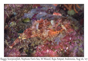 Raggy Scorpionfish