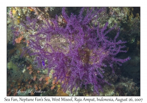 Sea Fan