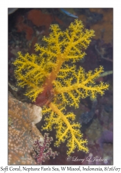 Soft Coral