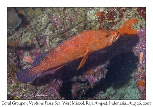 Coral Grouper