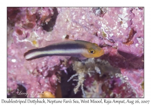 Doublestriped Dottyback