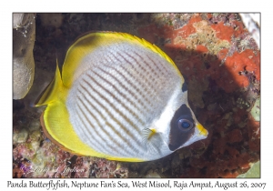 Panda Butterflyfish