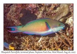 Bluepatch Parrotfish