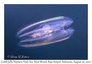 Comb Jelly