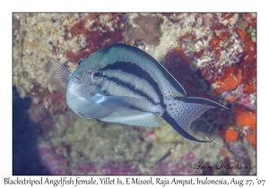 Blackstriped Angelfish female