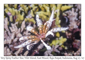 Very Spiny Feather Star