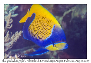 Blue-girdled Angelfish