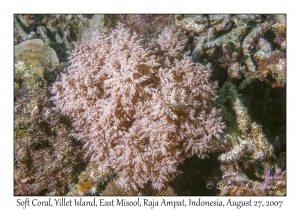 Soft Coral