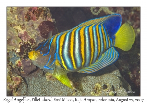 Regal Angelfish