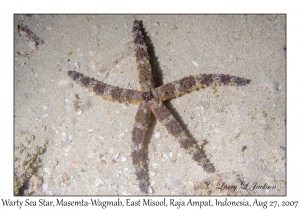 Warty Sea Star