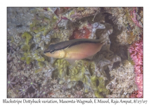 Blackstripe Dottyback variation